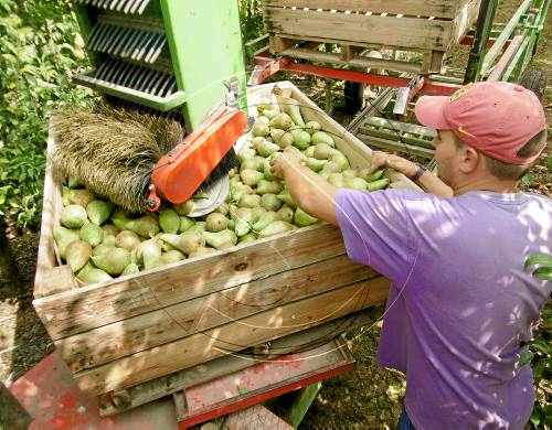 Lleida exportava a Rússia des de fruita de pinyol fins a mandarines