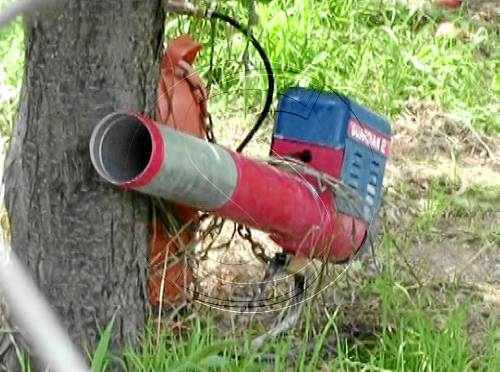 Batudes per aturar una plaga de cotorres a la partida de Vallcalent
