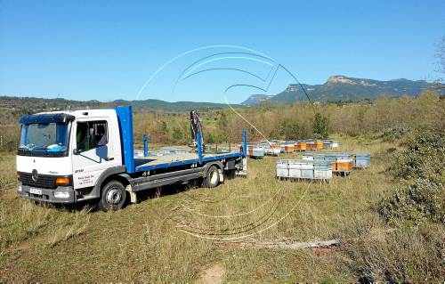 Els ruscos traslladats al Pirineu tornaran al pla el mes de setembre