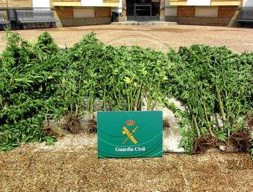 Acusat de conrear plantes de marihuana a la Seu d'Urgell