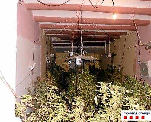 Quatre detinguts per conrear marihuana en una casa de Bellvís