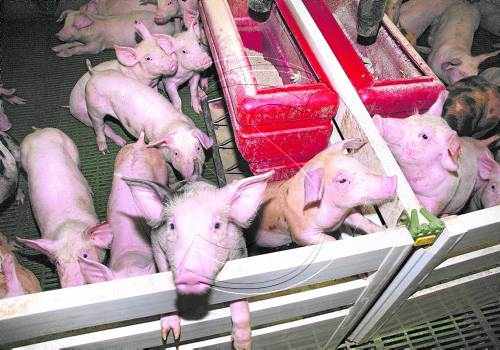 El porc baixa dos cèntims més tot i esquivar l'efecte del veto rus