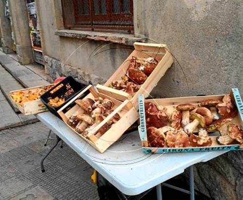 L'abundància de rovellons a Lleida en rebaixa el preu a poc més de 10 euros