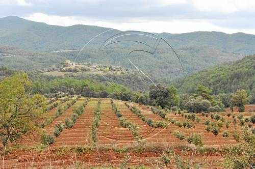 Tancaran boscos públics a la Noguera per protegir les tòfones de furtius i senglars