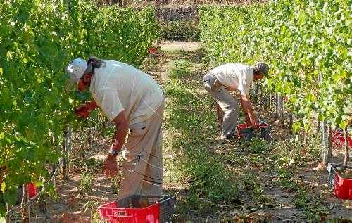 Clos Pons preveu una verema estable amb 200 tones