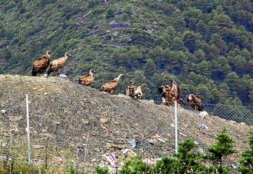 França autoritzarà foragitar els voltors amb trets a l'aire