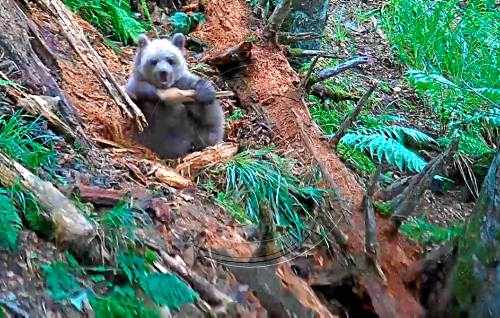 Aran acorda alliberar l'óssa Aubèrta aquest hivern i planteja fer-ho al Pirineu francès