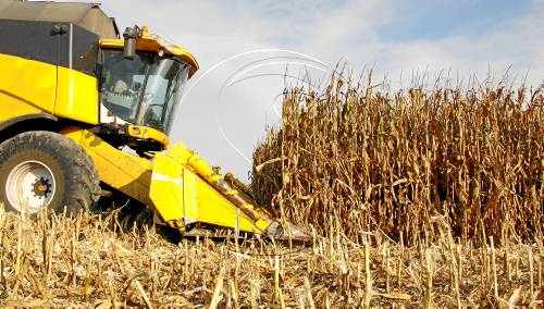 La collita de panís arranca a preus un 35 per cent per sota dels que marcava fa tres anys