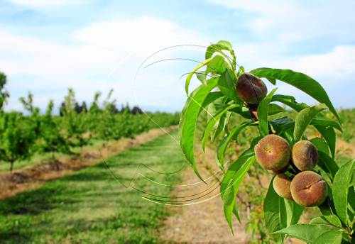 Madrid analitzarà els preus de la fruita d'aquest estiu