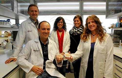La UdL busca empresa que vengui una fibra de ceba que ha creat per abaixar el colesterol