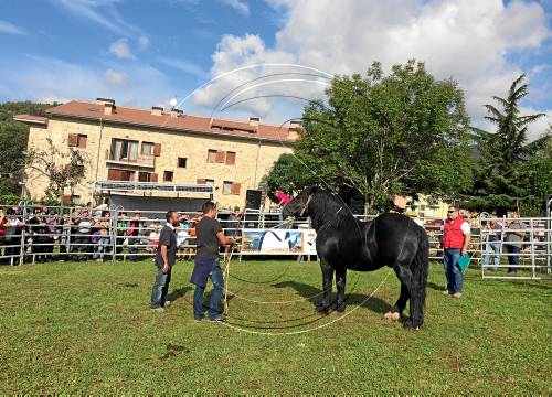 La Fira de la Pobleta de Bellveí acull el concurs del Cavall Pirinenc Català