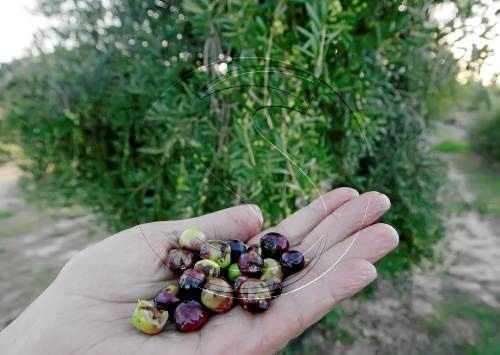Alerta a l'oli de les Garrigues per l'aparició de la mosca de l'olivera