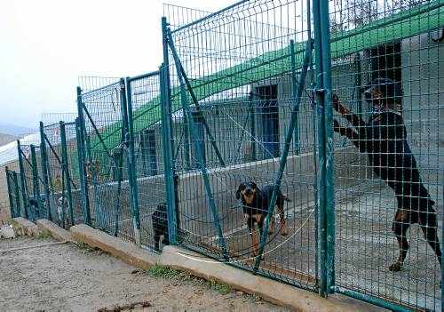 El consell pagarà el 90 per cent de la despesa municipal al refugi d'animals