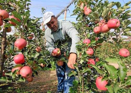 Arranca la campanya de la pink lady amb previsió de preu d'1,3 €/kg