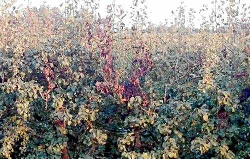L'últim focus de 'foc bacterià' assoleix una trentena d'hectàrees