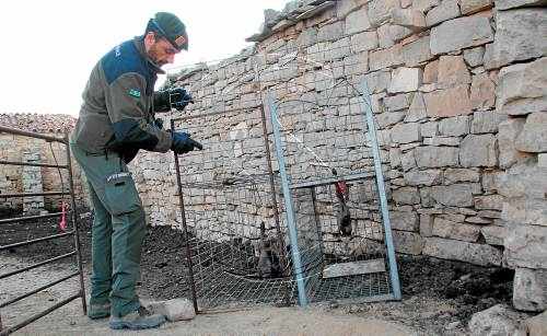 Batudes dels Rurals per capturar els gossos salvatges del Baix Segre