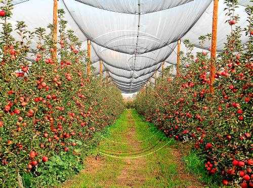 Hisenda suavitza la reforma fiscal per als agricultors