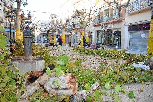 Mollerussa tala branques podrides dels arbres de la plaça Major
