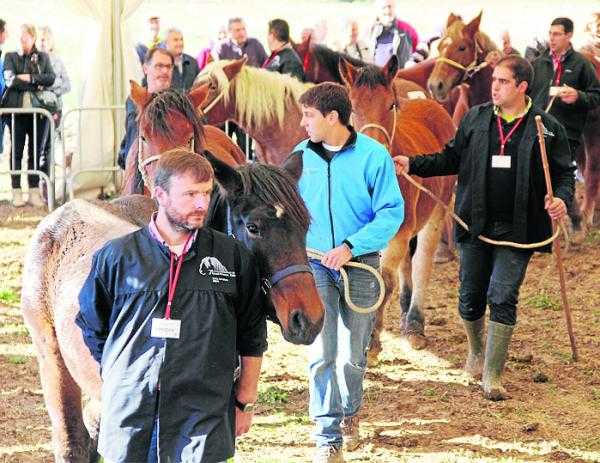 Més de cent cavalls del Pirineu en el concurs nacional de Salàs