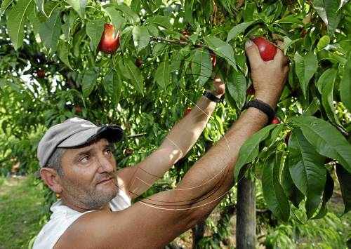Les primeres liquidacions de fruita de pinyol, a nivell de ruïna entre 15 i 16 cèntims el quilo