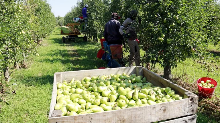Afrucat estima un creixement del 43% en la collita de pera a Catalunya
