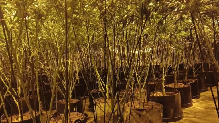 Més de 500 plantes de marihuana intervingudes a Bellvís amb quatre detinguts