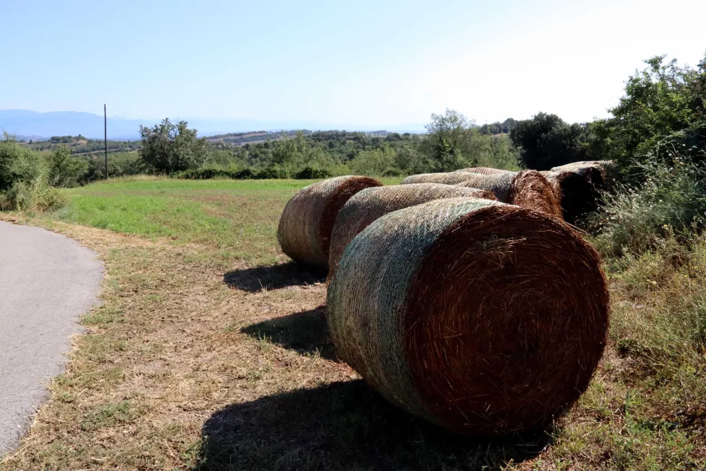 ⏯️ Neix la marca 'Conills de Pagès' a tres explotacions del Solsonès i la Segarra