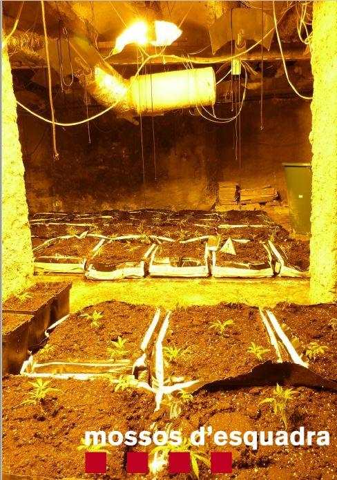 Els Mossos desmantellen una plantació de marihuana al Pallars Jussà