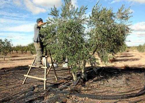 El preu de la terra a Lleida per a usos agraris segueix en lent ascens