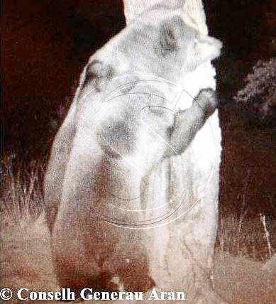 Fotografien a Aran Fadeta, la mare de l'óssa morta