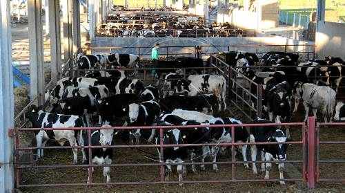 Un nou atac de gossos salvatges a Alcarràs desencadena l'alarma al Segrià