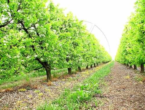 Crítiques a l'excloure la fruita dels ajuts de la PAC