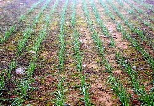 UP només avala el panís transgènic allà on el tradicional sigui inviable