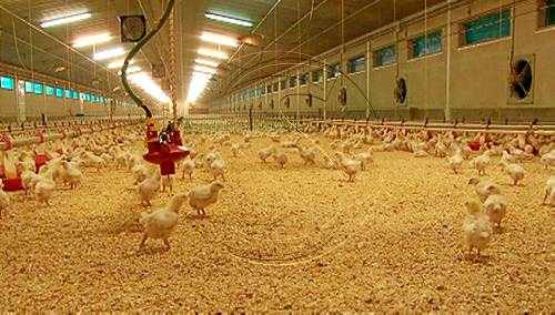 Un 2014 quasi sense beneficis per a productors de pollastres