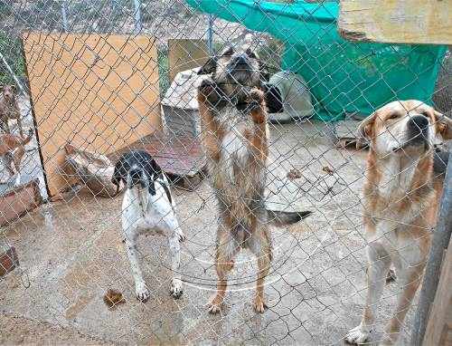 La protectora d'animals de Tàrrega, desbordada