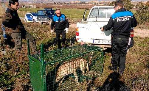 Capturen tres gossos salvatges que van atacar una granja d'Alcarràs