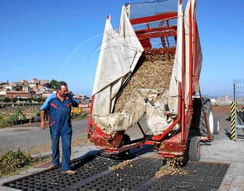 Preus "històrics" de l'ametlla per l'escassa producció als Estats Units