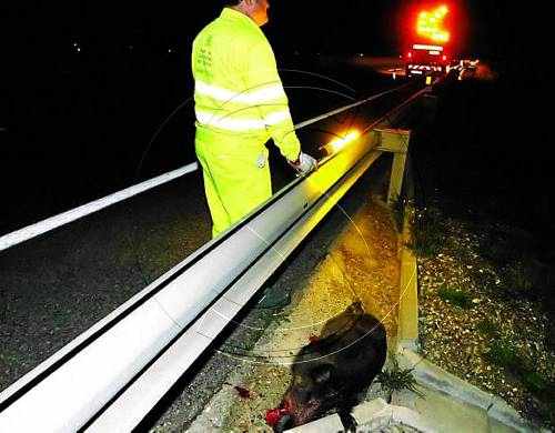 Els animals provoquen un de cada quatre accidents de trànsit a Lleida