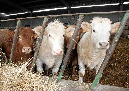 La venda de boví a països àrabs creix a l'equiparar-se l'euro i el dòlar