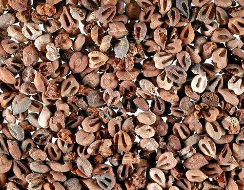 La fruita, més important en la dieta medieval islàmica que en la cristiana