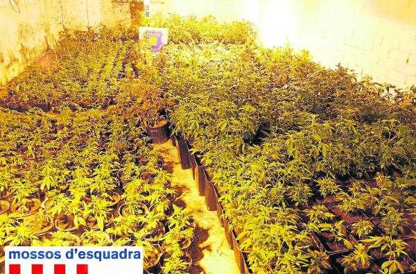 Troben 2.520 plantes al responsable d'una associació de cànnabis