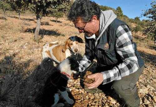 Agricultura projecta ampliar el període de recol·lecció de la tòfona