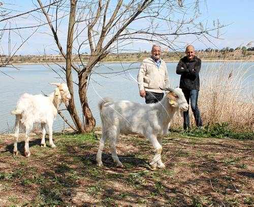 Alliberen dos cabres catalanes a l'Estany perquè pasturin a les illes