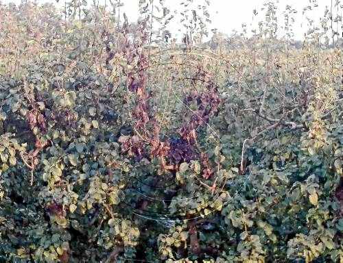 Campanya contra el foc bacterià en convivència