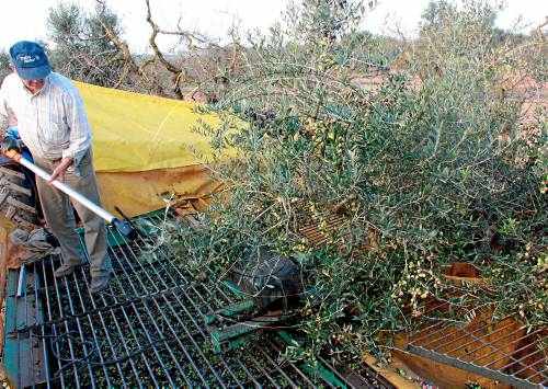 L'enfonsament de la collita dispara un 50 per cent el preu de l'oli