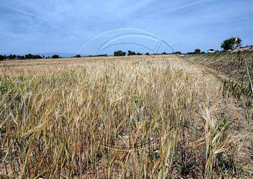 La falta de pluja podria acabar amb el 80% de cereal de secà de Lleida