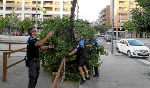 Vents de fins a 79 km/h tomben arbres i provoquen danys a Ponent