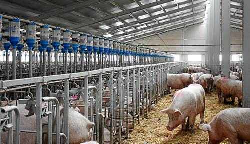 Permís de Seguretat Aèria per a granges de porcs