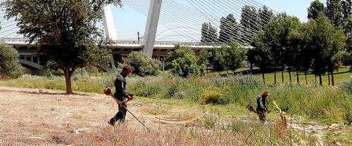 Seguen vegetació seca al costat del riu i fumiguen contra la mosca negra