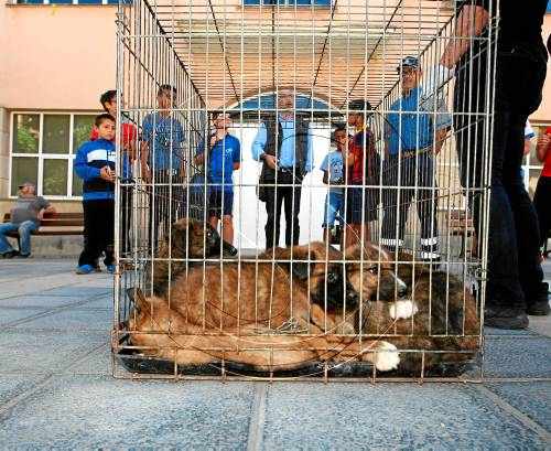 Veïns de Soses adoptaran els gossos salvatges